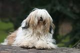 TERRIER DU TIBET 382